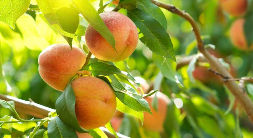 Sagra delle pesche a Bivona - Casale Margherita Ricevimenti Agrigento