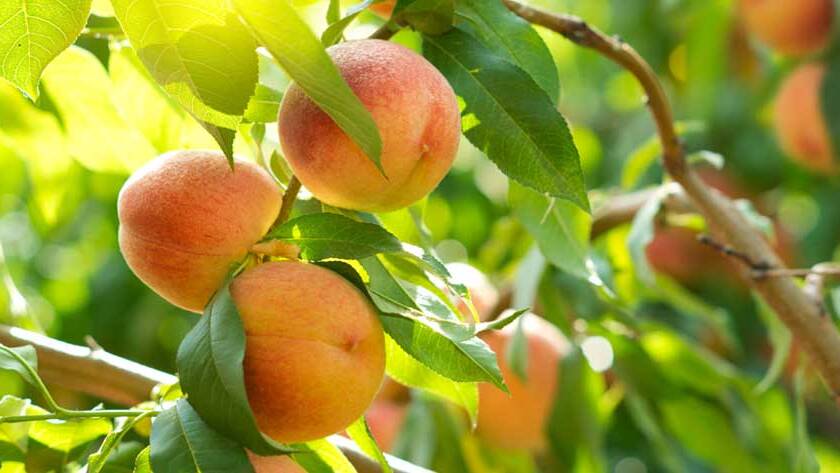 Sagra delle pesche a Bivona - Casale Margherita Ricevimenti Agrigento